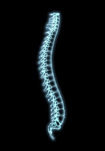 Photo: Spinal Cord